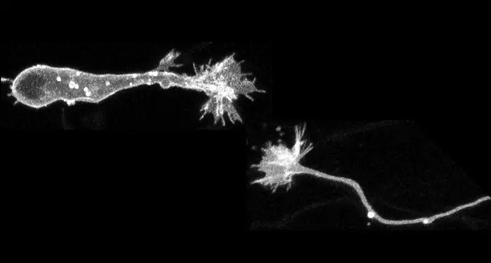 Покадровые изображения мигрирующего нейрона (слева) и удлиняющегося аксона (справа), полученные с помощью микроскопии со сверхвысоким разрешением. Ростовые конусы на кончиках нейронов расширяются по мере миграции тела клетки и удлинения аксона