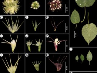 Phlomoides cuonaensis, эндемик Восточных Гималаев. Источник фото: биологический факультет МГУ