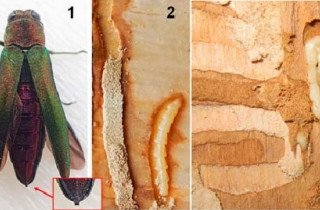 Жук и личинки ясеневой златки в коре деревьев. Фото ФИЦ КНЦ СО РАН.