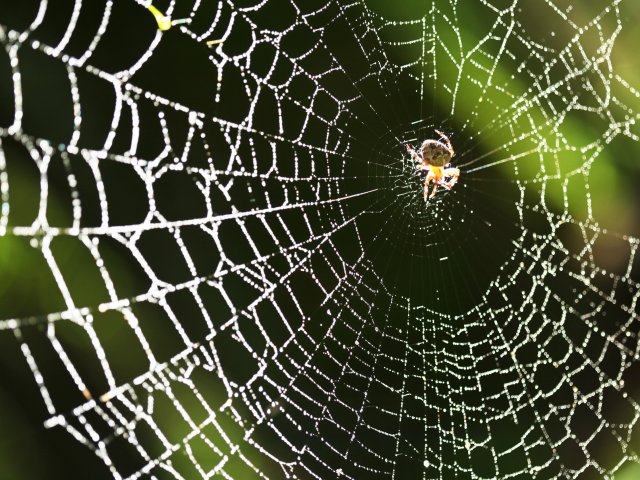 Источник фото: ru.123rf.com