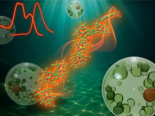 Эта одноклеточная водоросль улавливает дальний красный свет, объединяя молекулы хлорофилла в большие кооперативные кластеры в своей фотосинтетической антенне. Фото: Yuki Isaji, Soichiro Seki