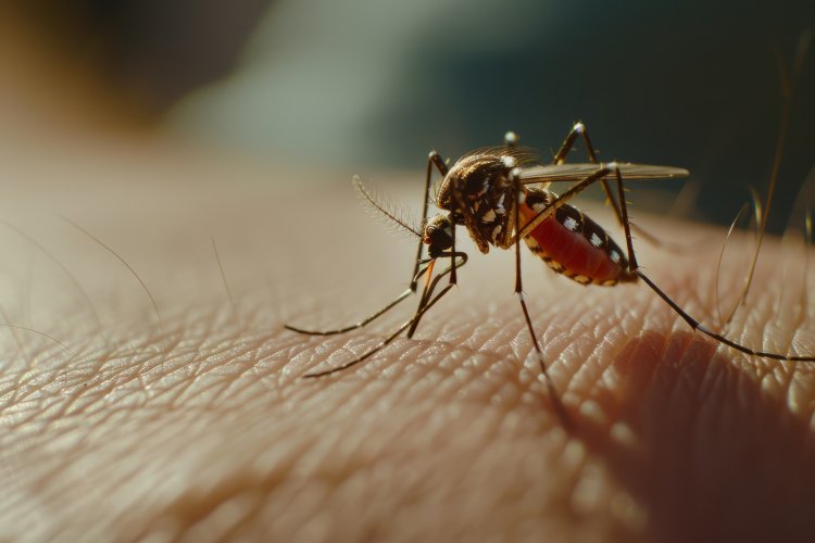 Как сделать средство от комаров эффективнее? Фото: Freepik.com