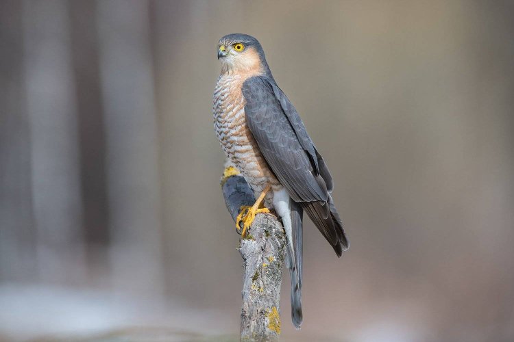 Ястреб-перепелятник