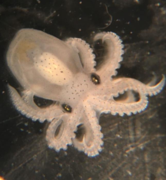 Калифорнийский двупятнистый осьминог (Octopus bimaculoides). Эмбрион на последней стадии перед вылуплением. Вид назван в честь двух заметных синих пятен вокруг глаз, которые помогают отпугивать хищников. Фото: Natalie Grace Schulz / University of Vienna