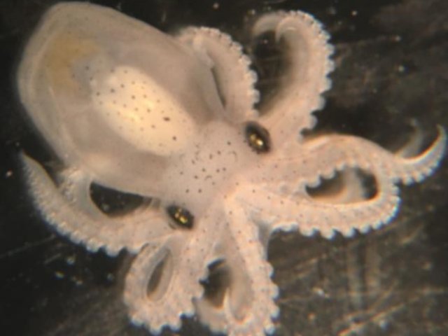 Калифорнийский двупятнистый осьминог (Octopus bimaculoides). Эмбрион на последней стадии перед вылуплением. Вид назван в честь двух заметных синих пятен вокруг глаз, которые помогают отпугивать хищников. Фото: Natalie Grace Schulz / University of Vienna