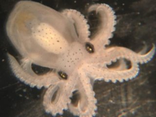 Калифорнийский двупятнистый осьминог (Octopus bimaculoides). Эмбрион на последней стадии перед вылуплением. Вид назван в честь двух заметных синих пятен вокруг глаз, которые помогают отпугивать хищников. Фото: Natalie Grace Schulz / University of Vienna