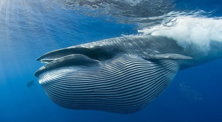 Голубые киты умеют растягивать свои нервы и широко открывать рот