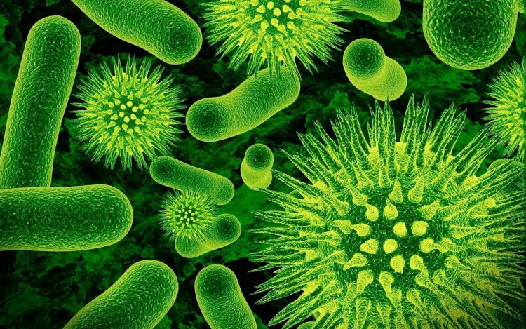 Новая система диагностики поможет отличить вирусное заболевание от бактериального