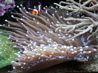 Как кораллы обесцвечиваются (видео)