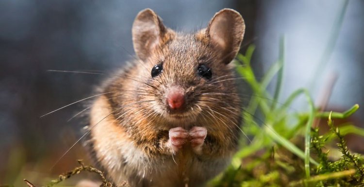 Мыши поют песни по принципу реактивных двигателей
