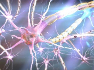 Как сделать из стволовой клетки моторный нейрон