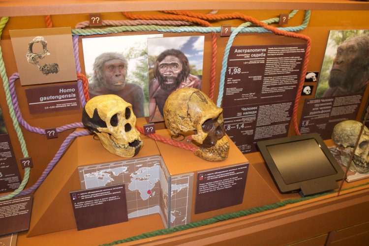 «Как пройти в люди». В Государственном Биологическом музее им К.А. Тимирязева открылась новая экспозиция об эволюции человека.