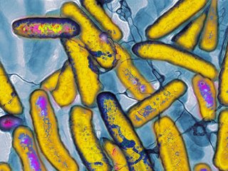 Новая бактерия строит белки из «искусственных» букв генетического алфавита