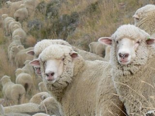 Новозеландские овцы «рассказали» секрет кудрявости своих волос