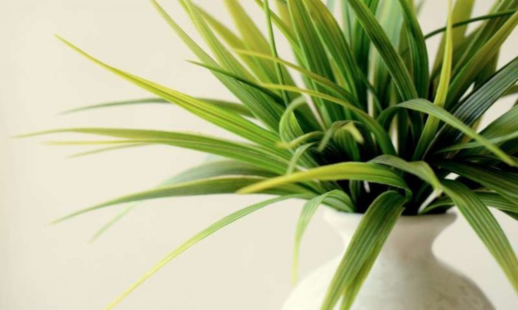 Правильные комнатные растения очищают воздух и сохраняют энергию