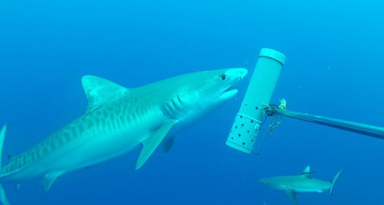 ДНК морской воды позволяет обнаружить области «темного разнообразия» акул