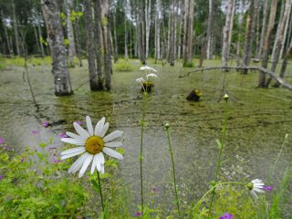 Ученые ТГУ и их зарубежные коллеги показали, как болота Западной Сибири влияют на климат планеты