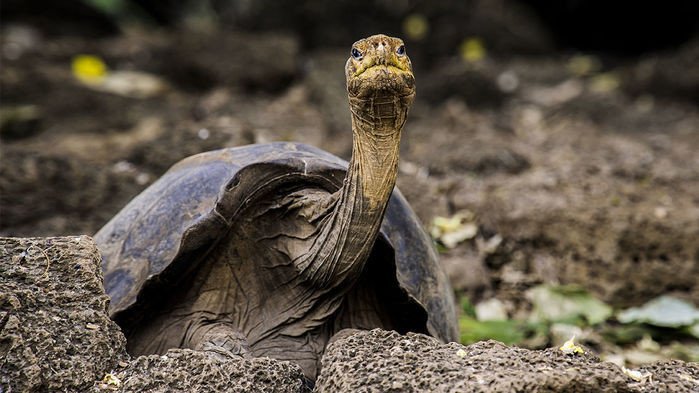 Анализ генома объяснил, почему гигантские черепахи могут жить до ста лет
