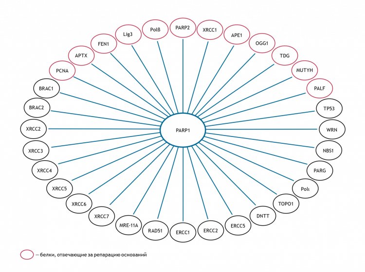 Схема предоставлена О.И. Лаврик
