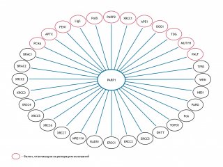 Схема предоставлена О.И. Лаврик