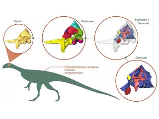 Ученые создали цифровую реконструкцию мозга Бристольского динозавра