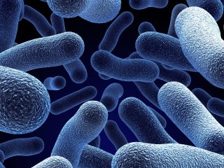 Микроорганизмы в нашей жизни