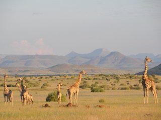 Нубийские жирафы в Национальном парке Мерчинсон-Фоллз (Уганда)
