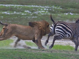 Лев против зебры: исход очевиден, не правда ли?