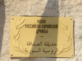 Оливковая аллея российско-сирийской дружбы в Никитском ботаническом саду