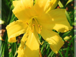 В Никитском ботаническом саду – пик цветения лилейников – цветков радости