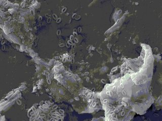 Установлено увеличение в водоемах количества микроорганизмов – биодеструкторов полимеров