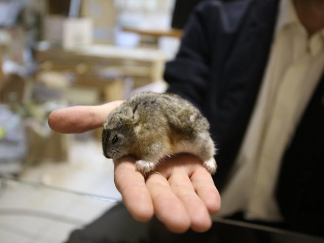 На Новой Земле обнаружен ещё один современник мамонтов