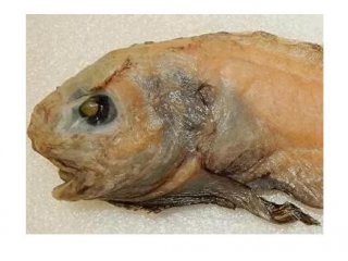 Открыт новый вид рыб в Беринговом море