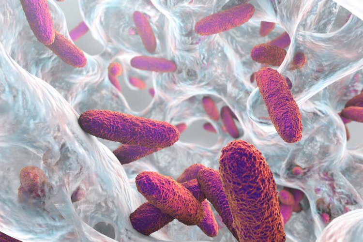 Изображение: drmicrobe /Фотобанк ru.123rf.com