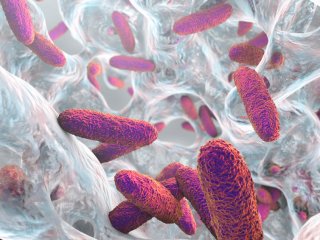 Изображение: drmicrobe /Фотобанк ru.123rf.com