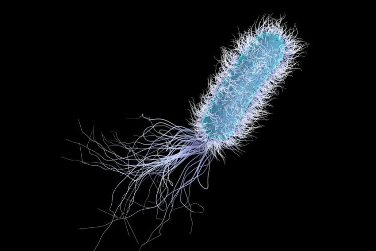 Ученые выясняют, как бактерии превращают медь в антибиотик