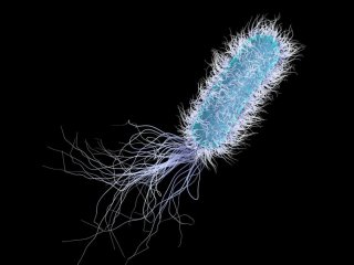 Ученые выясняют, как бактерии превращают медь в антибиотик