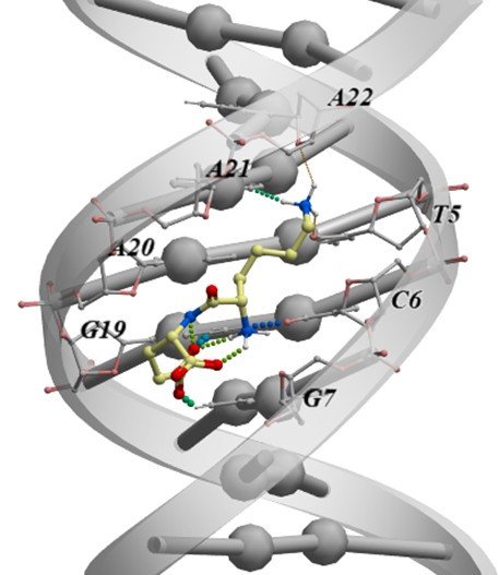 Модель взаимодействия пептида KE с последовательностью ДНК TCGA в классической В-форме