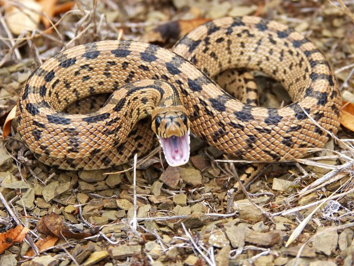 У токсинов в змеином яде и в слюне млекопитающих общее происхождение