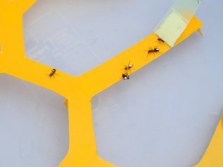 Группа муравьев-фуражиров бежит по лабиринту, получив предварительные инструкции разведчика. Автор фото: Наиль Бикбаев.
