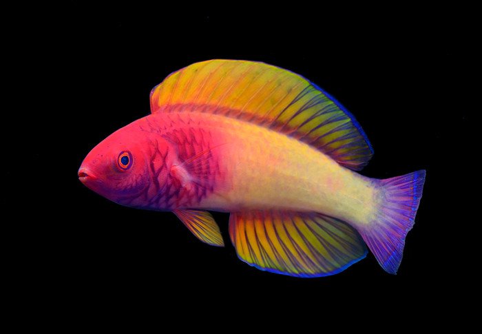 На Мальдивах найден новый вид рыб, названный в честь розы