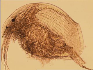 Рачок под микроскопом: самка Acroperus harpae