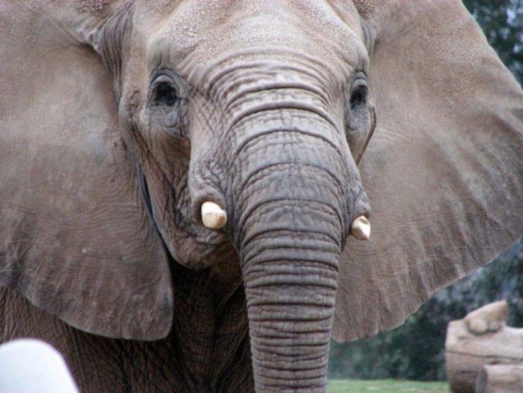 Голова слона / Источник фото: https://nashzelenyimir.ru
