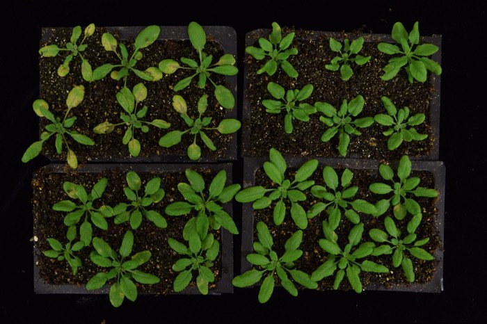 Растения перепрограммируют свои клетки для борьбы с болезнями 