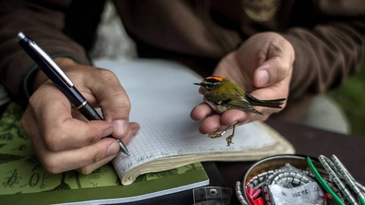 19 февраля в России отмечают День орнитолога