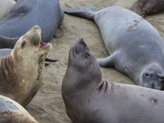 Мародеры сорвали программу наблюдений за морскими млекопитающими на Сахалине