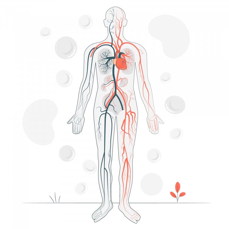 Лимфатическая система ― специализированная часть сердечно-сосудистой системы, состоящая из лимфатических сосудов и лимфатических узлов. За сутки в организме человека образуется около 2 л лимфы ― биологической жидкости, циркулирующей в лимфатической системе.Источник иллюстрации: Storyset / Freepik