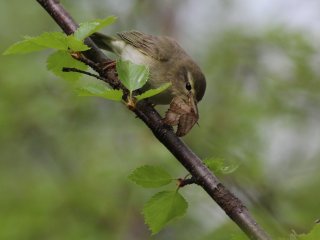 Пеночка-весничка Phylloscopus trochilus. Фото - Мария Матанцева / Институт биологии КарНЦ РАН