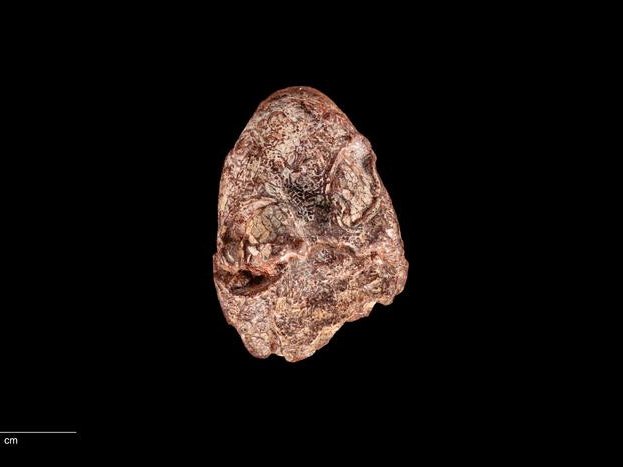 Ископаемый череп кермитопса. Череп обладает смесью черт, которые отличались от наблюдаемых у более древних четвероногих, предков амфибий и других ныне живущих позвоночных
