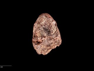 Ископаемый череп кермитопса. Череп обладает смесью черт, которые отличались от наблюдаемых у более древних четвероногих, предков амфибий и других ныне живущих позвоночных